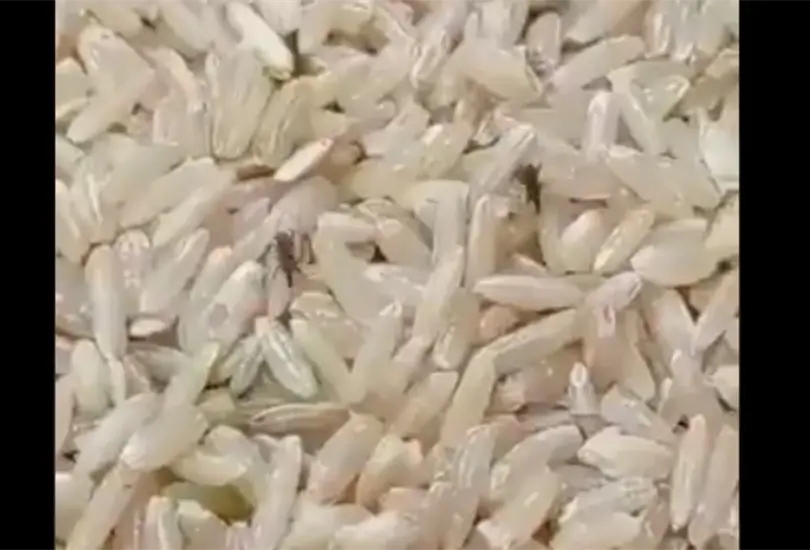 Exhiben presunta entrega de arroz con gorgojo por parte del gobierno de la CDMX Exhiben presunta entrega de arroz con gorgojo por parte del gobierno de la CDMX