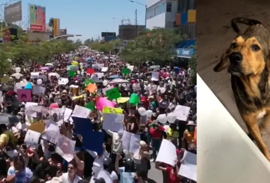 Con marcha exigen justicia para Rodolfo Corazón, perro asesinado con un hacha