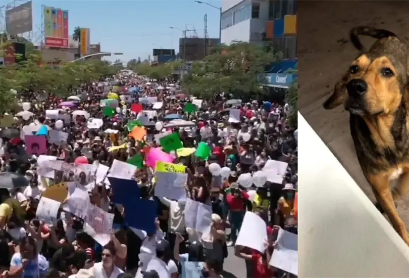 Con marcha exigen justicia para Rodolfo Coraz&oacute;n, perro asesinado con un hacha