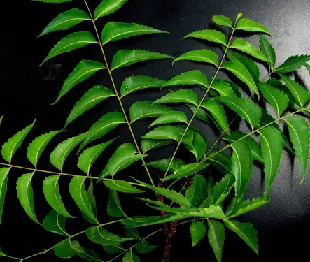 Neem: El Curandero Universal