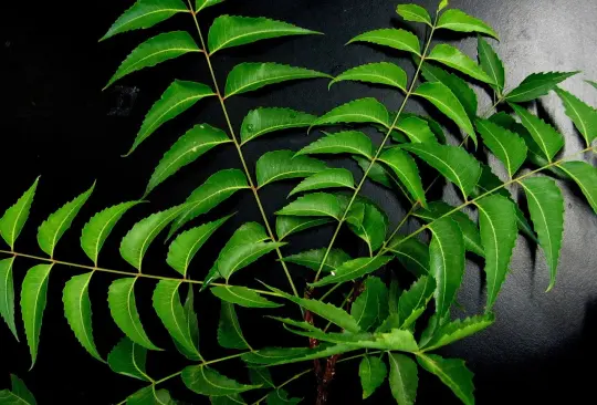 Neem: El Curandero Universal