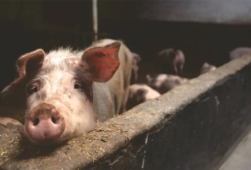 Carne de cerdo y colesterol: los mitos acerca de su consumo Carne de cerdo y colesterol: los mitos acerca de su consumo