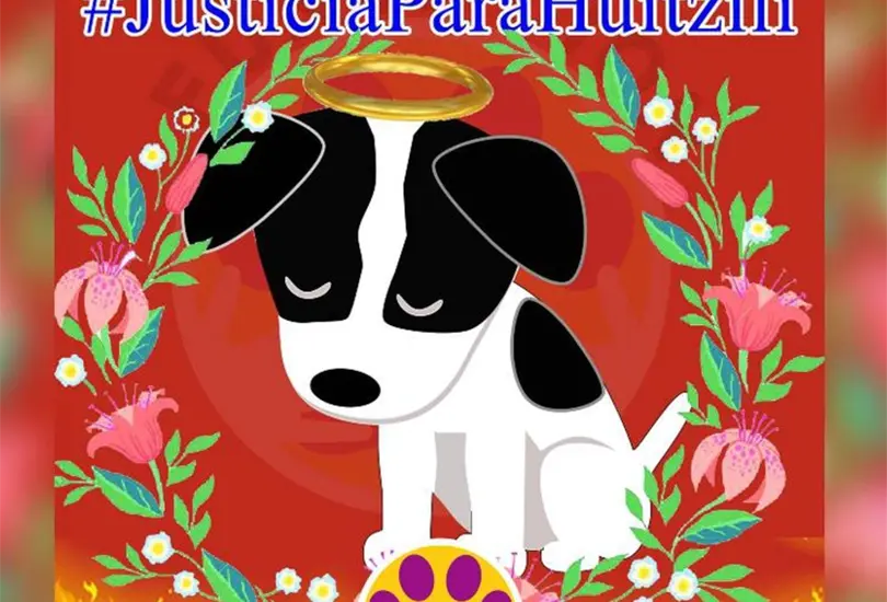 Queman vivo a Huitzilli, un cachorrito de tres meses de edad 