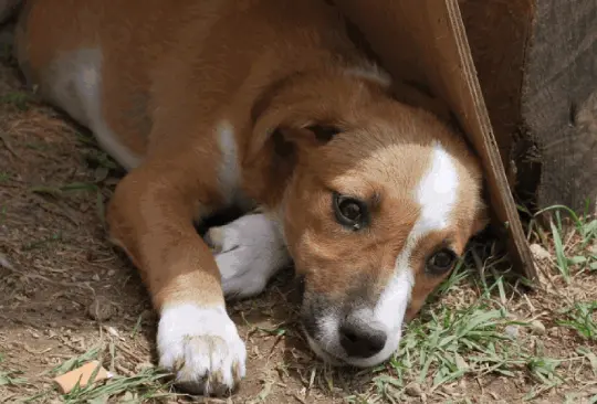 Así puedes proteger a tu perros de un golpe de calor