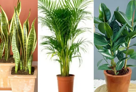 Estas plantas ayudan a absorber el calor y purificar tu casa