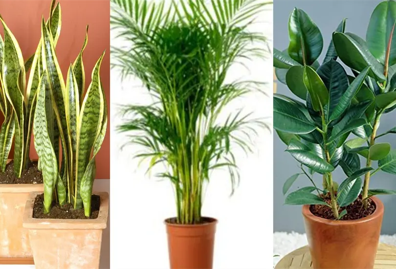 Estas plantas ayudan a absorber el calor y purificar tu casa Estas plantas ayudan a absorber el calor y purificar tu casa