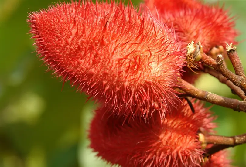 Achiote color y salud en cada bocado Achiote color y salud en cada bocado