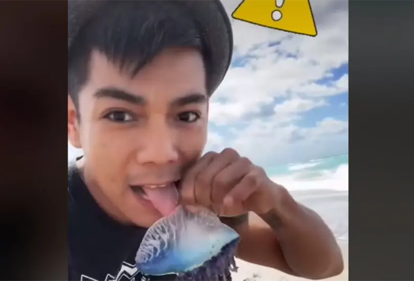 Usuario de TikTok lame una medusa venenosa sólo por likes Usuario de TikTok lame una medusa venenosa sólo por likes