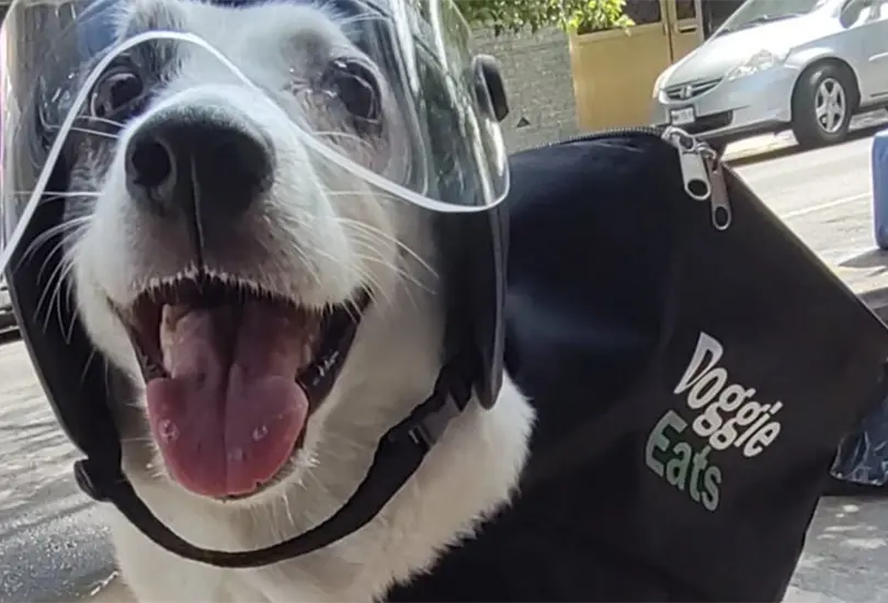 Any, la perrita que se viraliz&oacute; por trabajar para ayudar a otros animales de su refugio