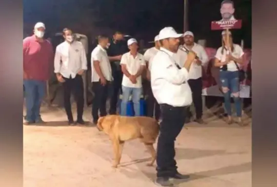 Perrito marca su territorio y orina a candidato a alcalde