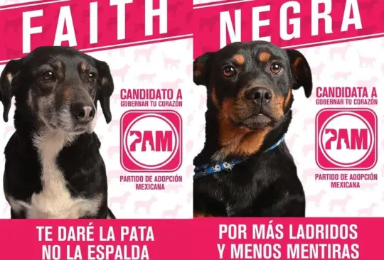 Candidatos perrones: refugio crea partido que promueve la adopción