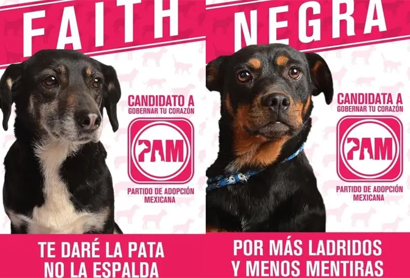 Candidatos perrones: refugio crea partido que promueve la adopci&oacute;n