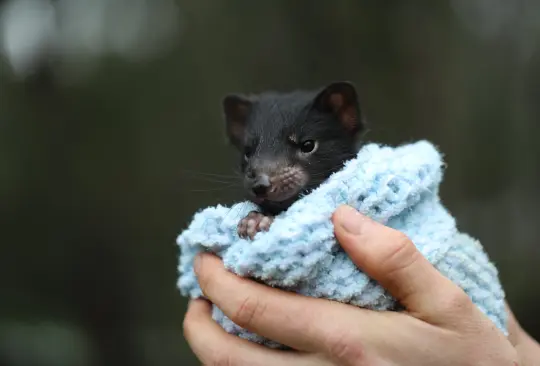Tras 3 mil años de desaparición, nacen demonios de Tasmania en Australia Tras 3 mil años de desaparición, nacen demonios de Tasmania en Australia