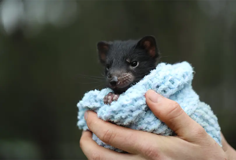 Tras 3 mil a&ntilde;os de desaparici&oacute;n, nacen demonios de Tasmania en Australia