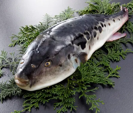 El peligro de comer pez globo