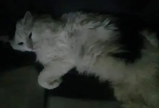 Gato sobrevive a tragedia en la Línea 12 del Metro y se reúne con su familia Gato sobrevive a tragedia en la Línea 12 del Metro y se reúne con su familia