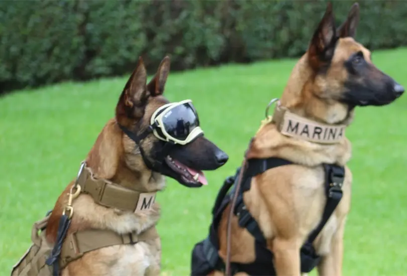Evil y Ecko, los perritos rescatistas que salvaron vidas en la L&iacute;nea 12