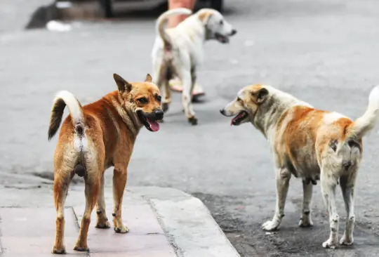 Vecinos de Ecatepec denunciaron que envenenan a perros con cebo de pollo 