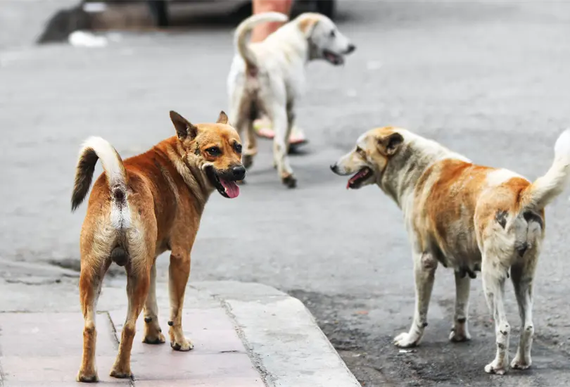 Vecinos de Ecatepec denunciaron que envenenan a perros con cebo de pollo Vecinos de Ecatepec denunciaron que envenenan a perros con cebo de pollo
