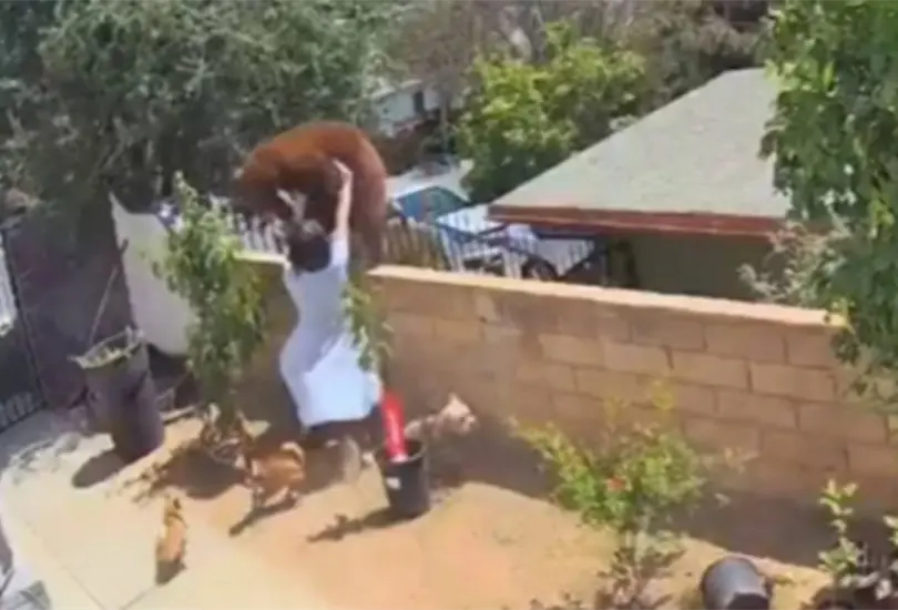 Joven empuja a un oso para defender a sus perros de un ataque Joven empuja a un oso para defender a sus perros de un ataque