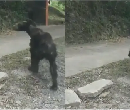 Video: Captan a oso negro desnutrido en calles de Nuevo León 