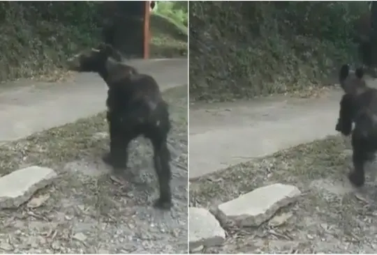 Video: Captan a oso negro desnutrido en calles de Nuevo León 