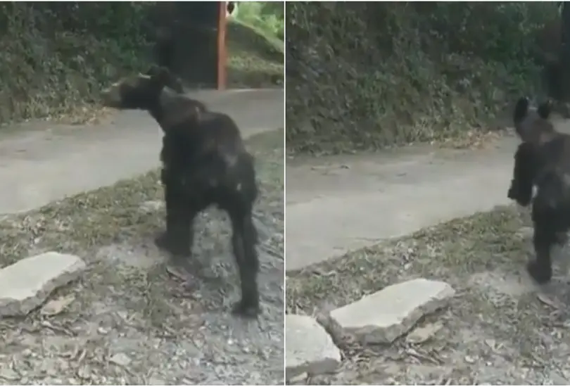 Video: Captan a oso negro desnutrido en calles de Nuevo Le&oacute;n 