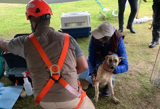 Spike y Spay, los perros del socavón de Puebla, podrían convertirse en papás