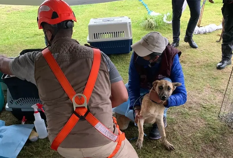 Spike y Spay, los perros del socav&oacute;n de Puebla, podr&iacute;an convertirse en pap&aacute;s