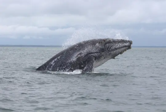 Ballena se traga a hombre y lo escupe vivo