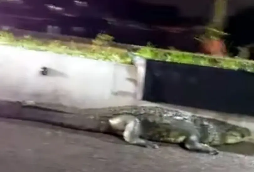 Cocodrilo sorprende a conductores en Tabasco