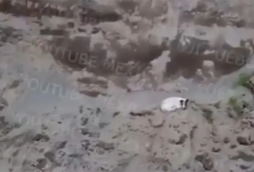 Cae otro perrito a socavón en Puebla; reportan que habría salido sin ayuda Cae otro perrito a socavón en Puebla; reportan que habría salido sin ayuda