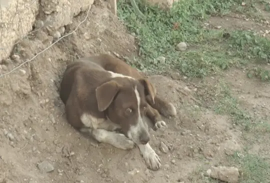 Cuchufleto, el perrito que llora a uno de los mineros fallecidos en Múzquiz