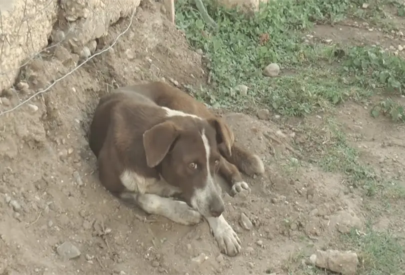 Cuchufleto, el perrito que llora a uno de los mineros fallecidos en Múzquiz Cuchufleto, el perrito que llora a uno de los mineros fallecidos en Múzquiz