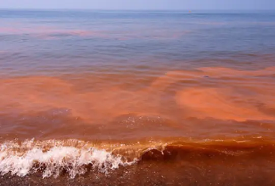 ¿A qué se debe la presencia de marea roja detectada en playas de Oaxaca? ¿A qué se debe la presencia de marea roja detectada en playas de Oaxaca?