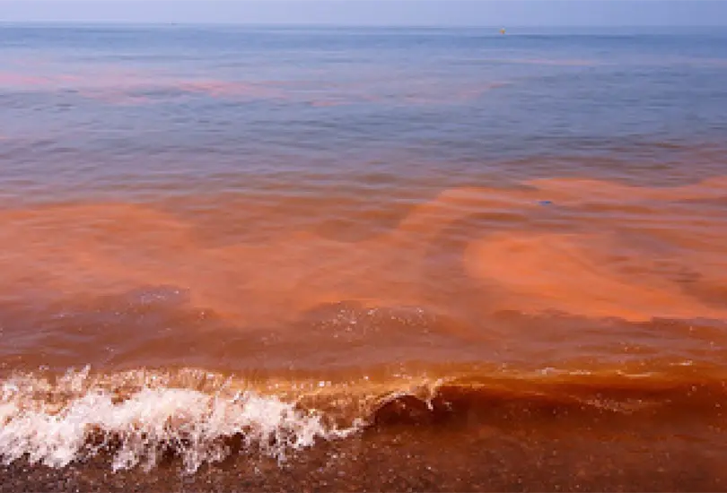 ¿A qué se debe la presencia de marea roja detectada en playas de Oaxaca? ¿A qué se debe la presencia de marea roja detectada en playas de Oaxaca?