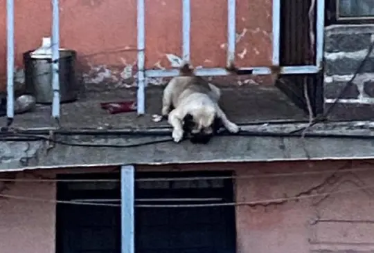 Exhiben a dueños de perro pug que vive en un balcón pese a lluvias