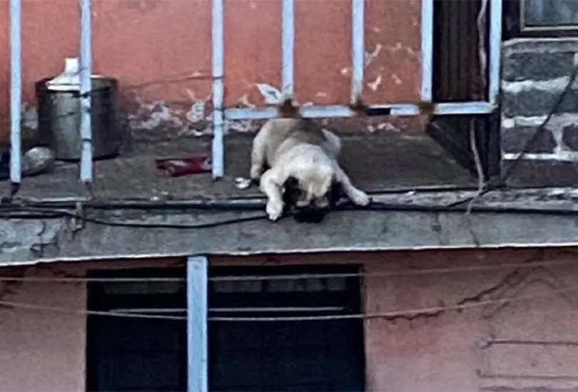 Exhiben a dueños de perro pug que vive en un balcón pese a lluvias Exhiben a dueños de perro pug que vive en un balcón pese a lluvias