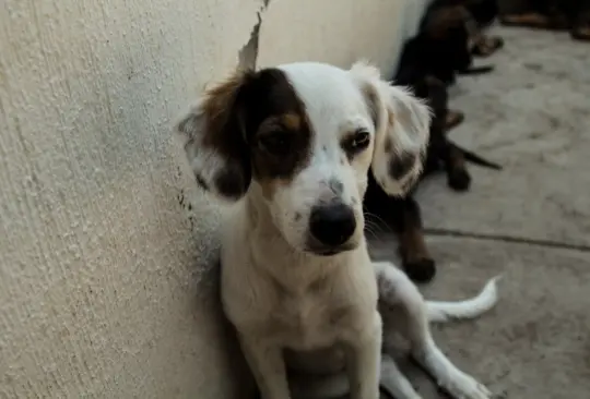 México, el país con más perros abandonados en América Latina 