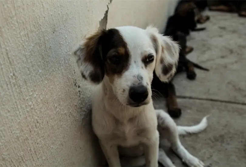 M&eacute;xico, el pa&iacute;s con m&aacute;s perros abandonados en Am&eacute;rica Latina 