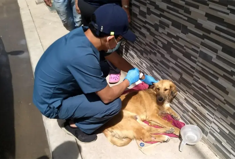 Una de cada tres mascotas podr&iacute;a contagiarse de COVID-19: estudio 