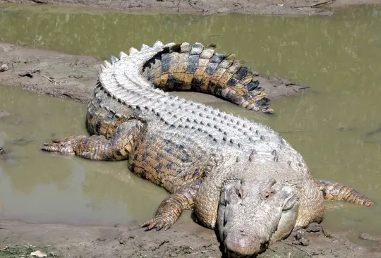 Cocodrilo ataca a turistas extranjeras en Oaxaca