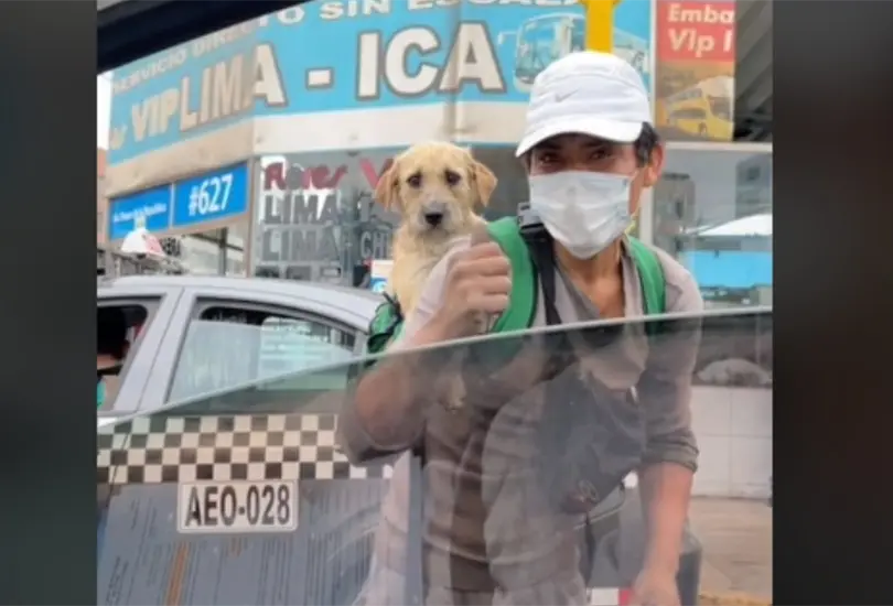 Limpiaparabrisas carga a su perrito mientras trabaja en los cruceros Limpiaparabrisas carga a su perrito mientras trabaja en los cruceros