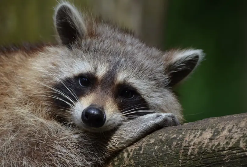 Los animales en peligro de extinci&oacute;n en M&eacute;xico