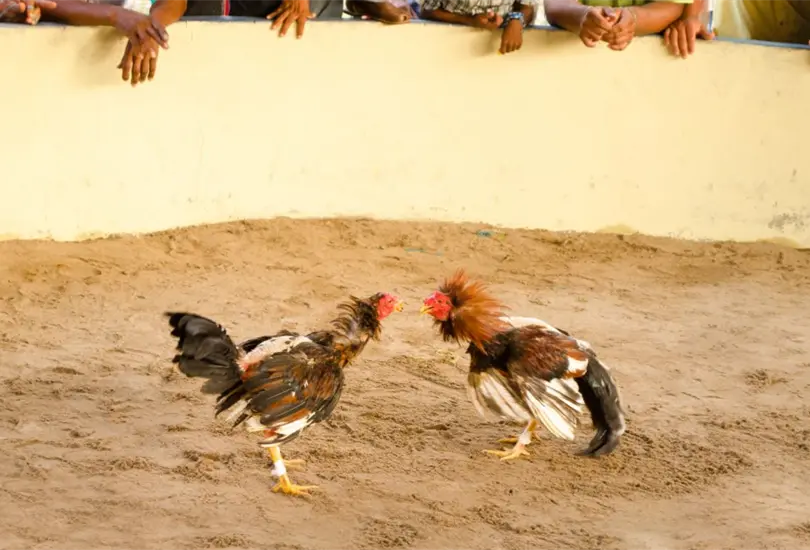 Declaran las peleas de gallos como patrimonio cultural en Hidalgo