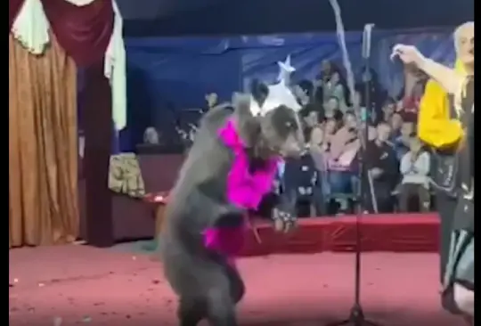 Oso ataca a su entrenadora durante un show infantil