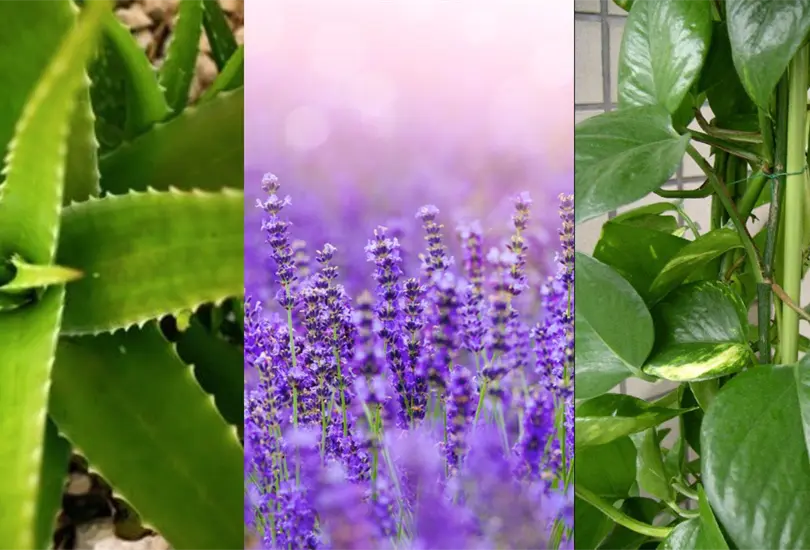 5 especies de plantas que no se te morirán 5 especies de plantas que no se te morirán