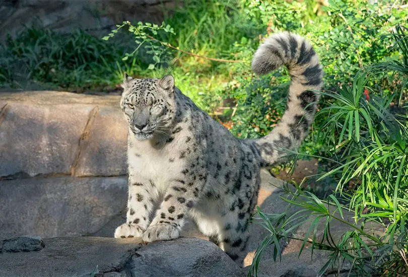 El Zoo de San Diego sospecha que un leopardo de las nieves contrajo COVID-19