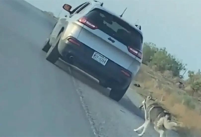 #VIDEO Hombre de 68 a&ntilde;os abandona a perrito en plena carretera