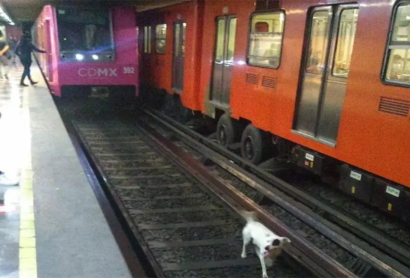 Perrito escapa de sus due&ntilde;os y cae a las v&iacute;as del Metro 